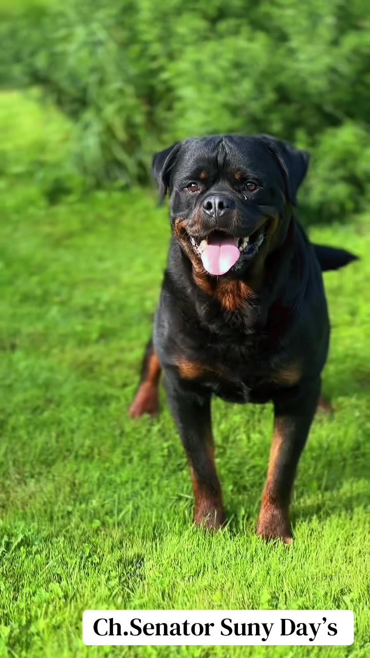 @🇱🇻Kennel HOFZUMBERG🇱🇻