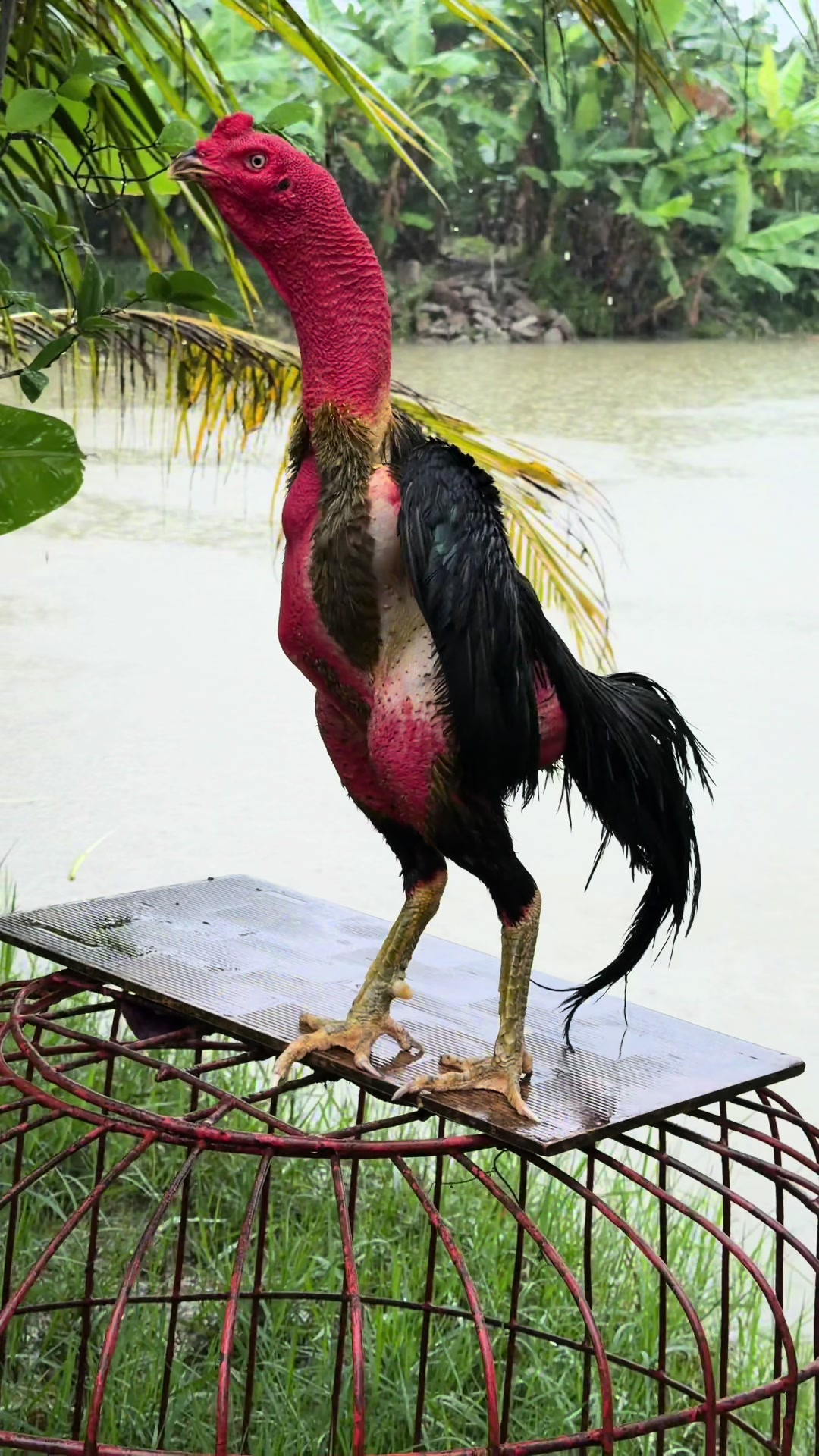 @Quốc khánh