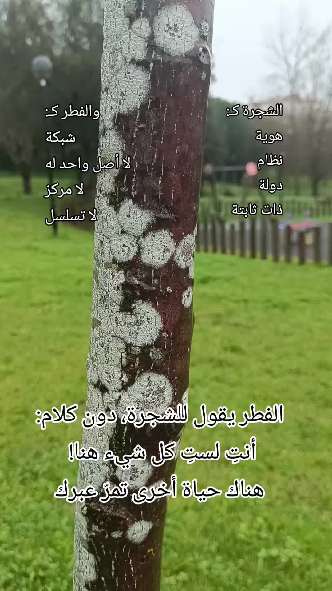 @IMMI