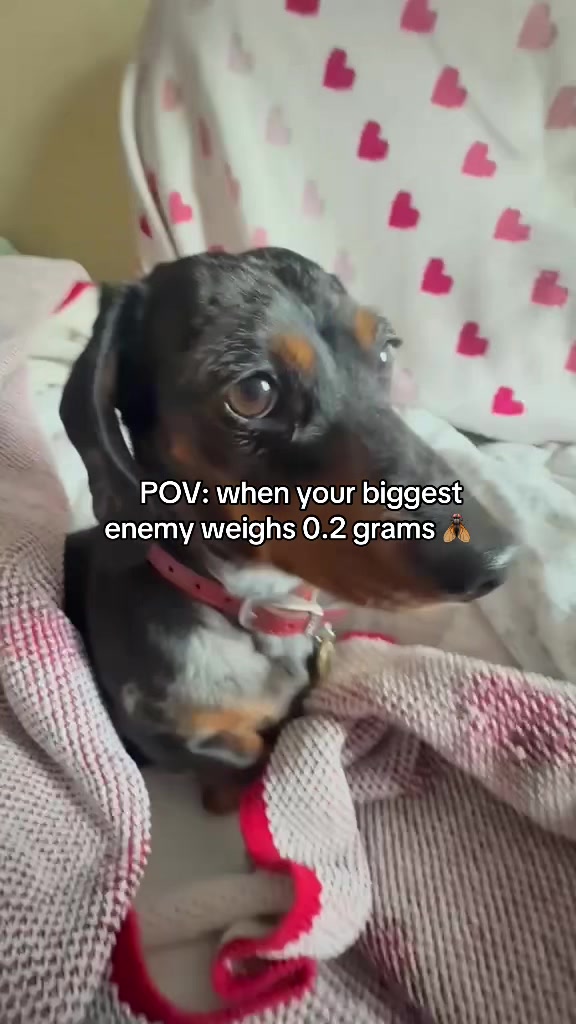 @dibblydobbly_dax
