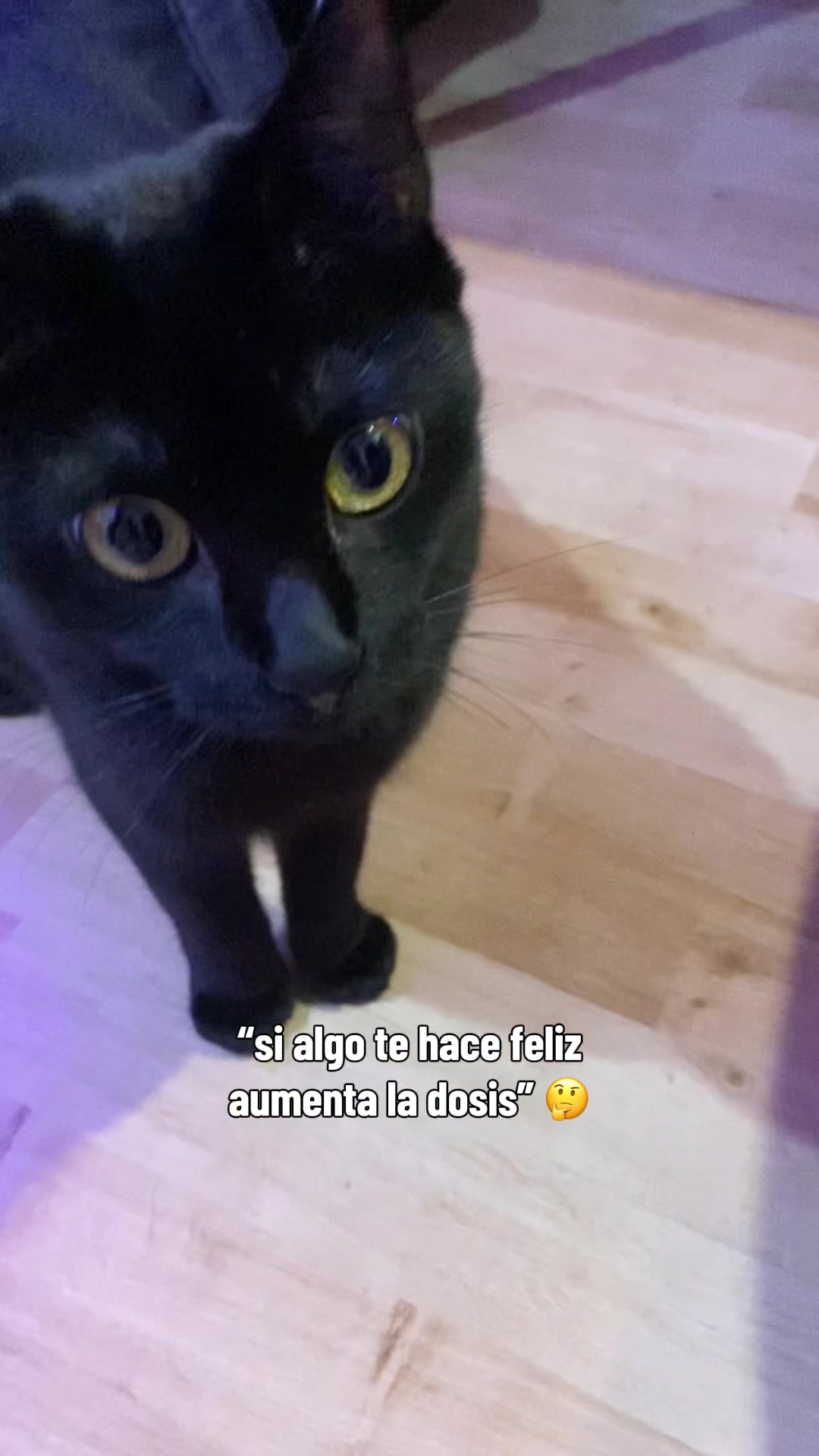 @- Alejandra 🐱💕