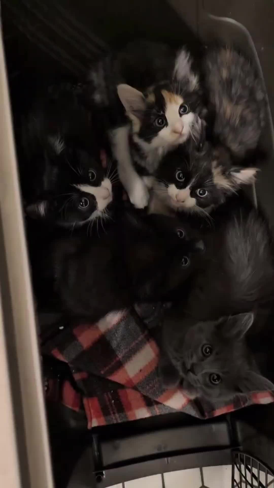 @Pets Mania
