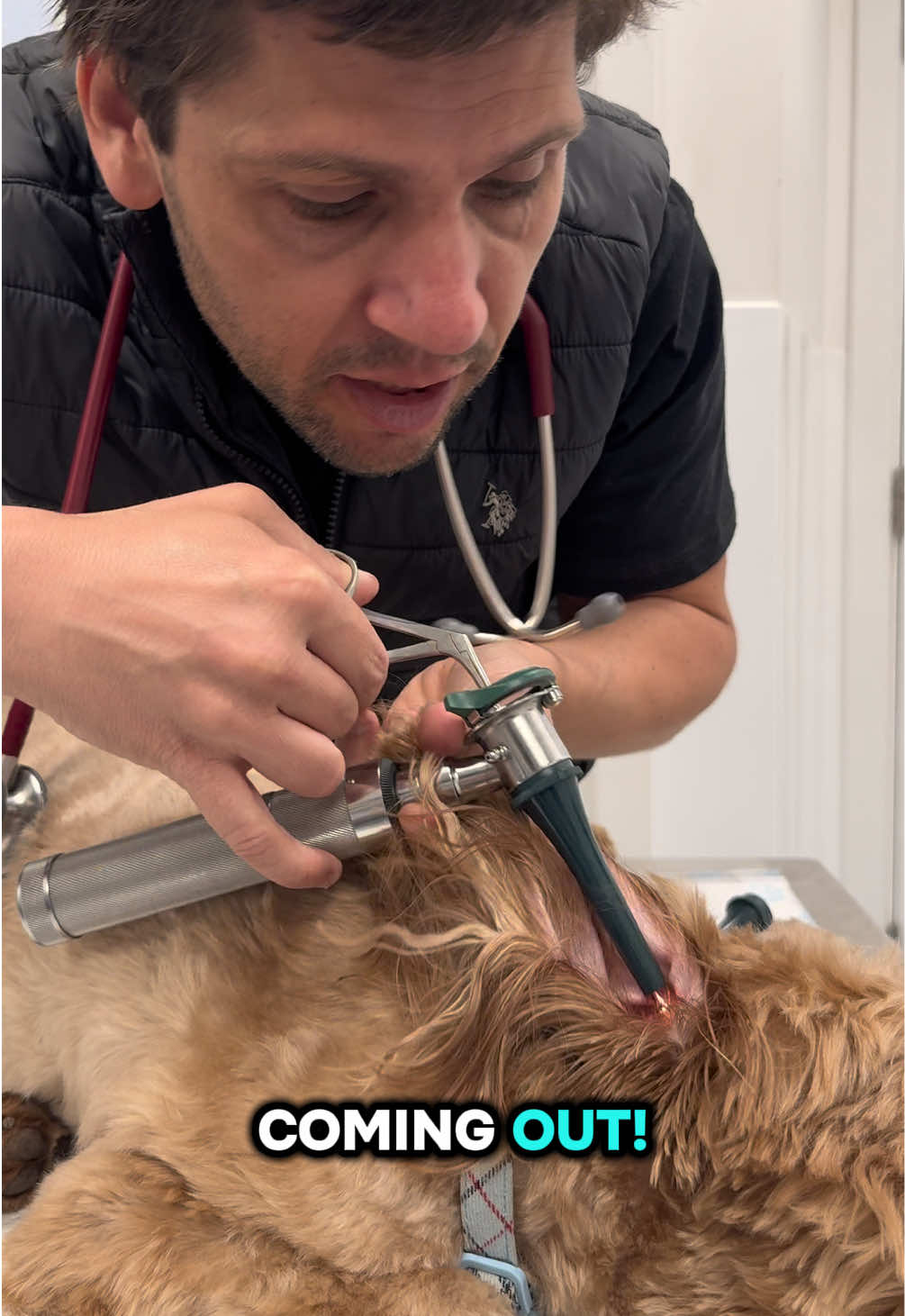 @Tomasthevet