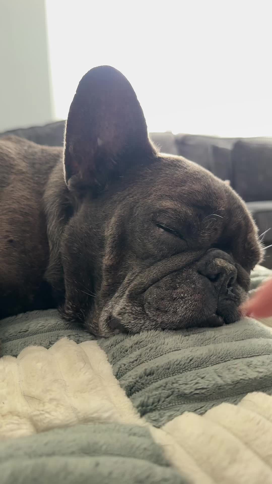 @Bertie The Frenchie
