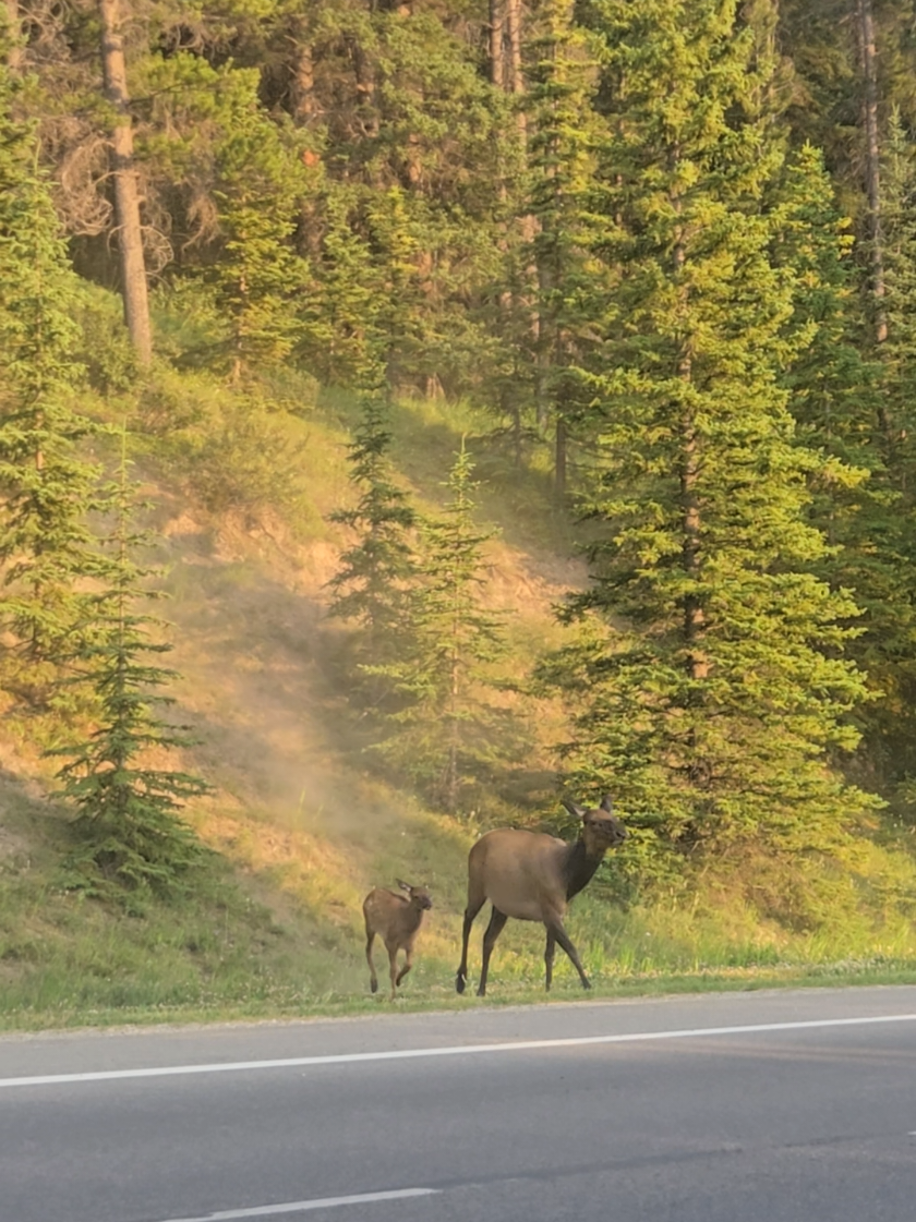 @Banff Trail Running & Wildlife