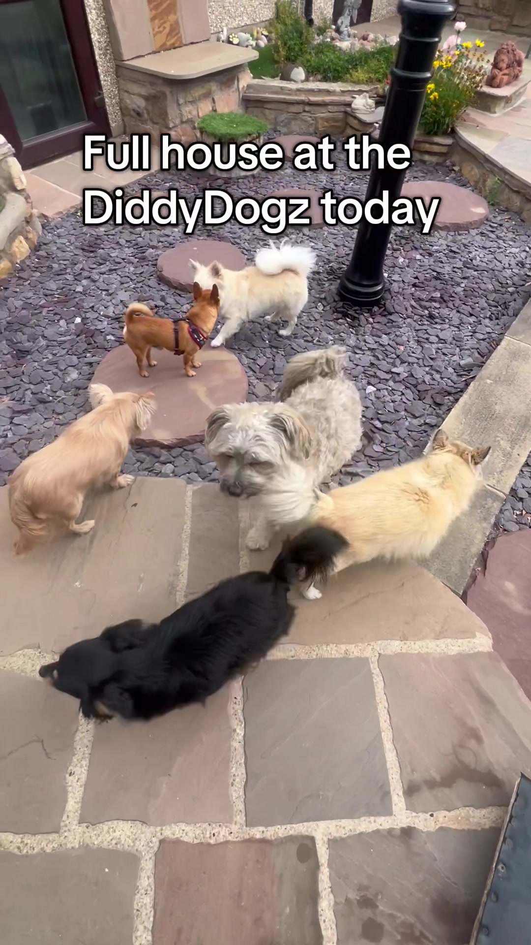 @diddydogz