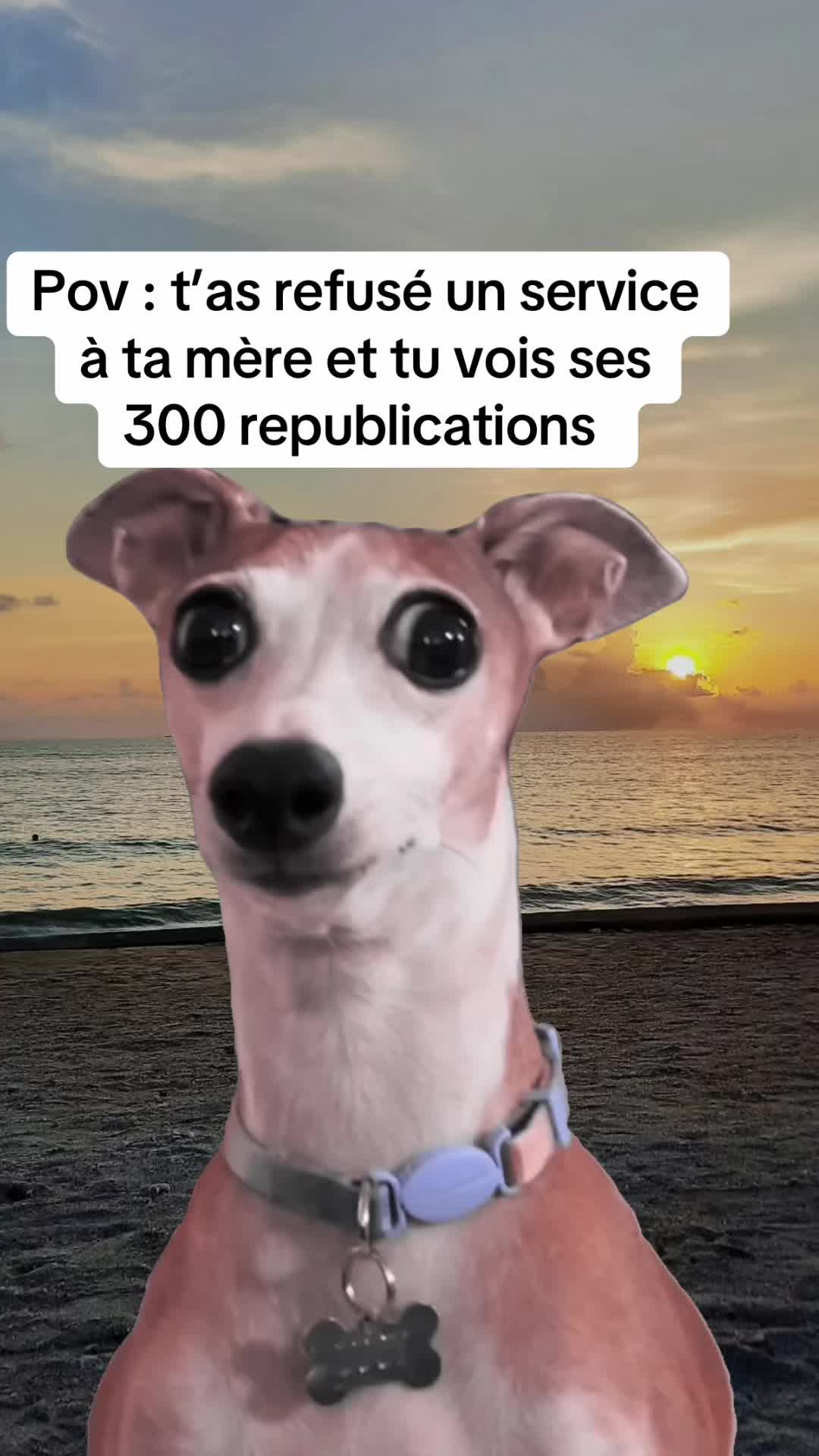 @Cat