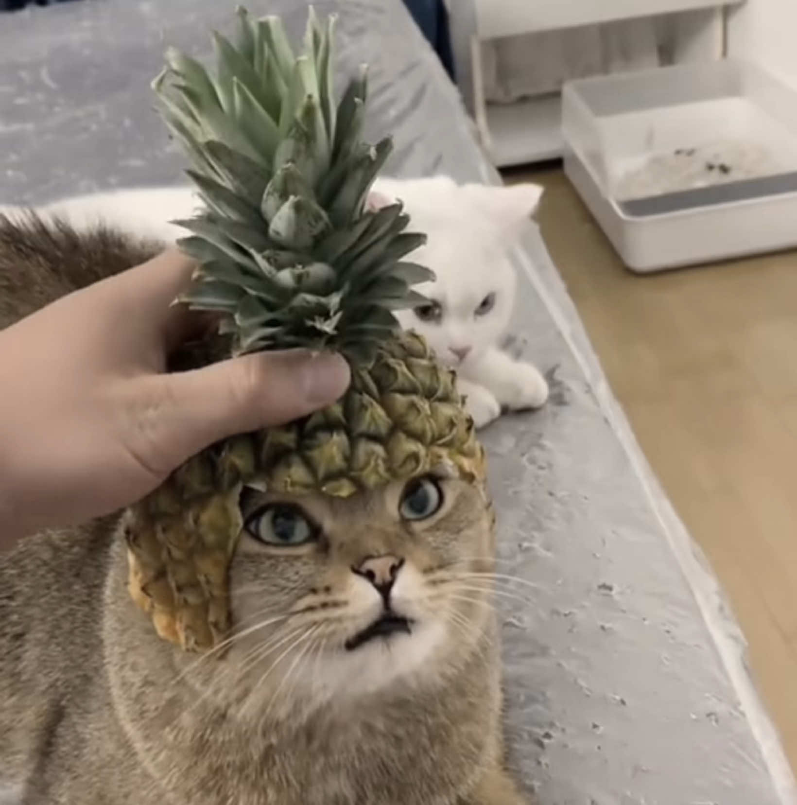 @๐ต๐ด๐ฟ๐ฟ๐ธ๐
๐๐๐