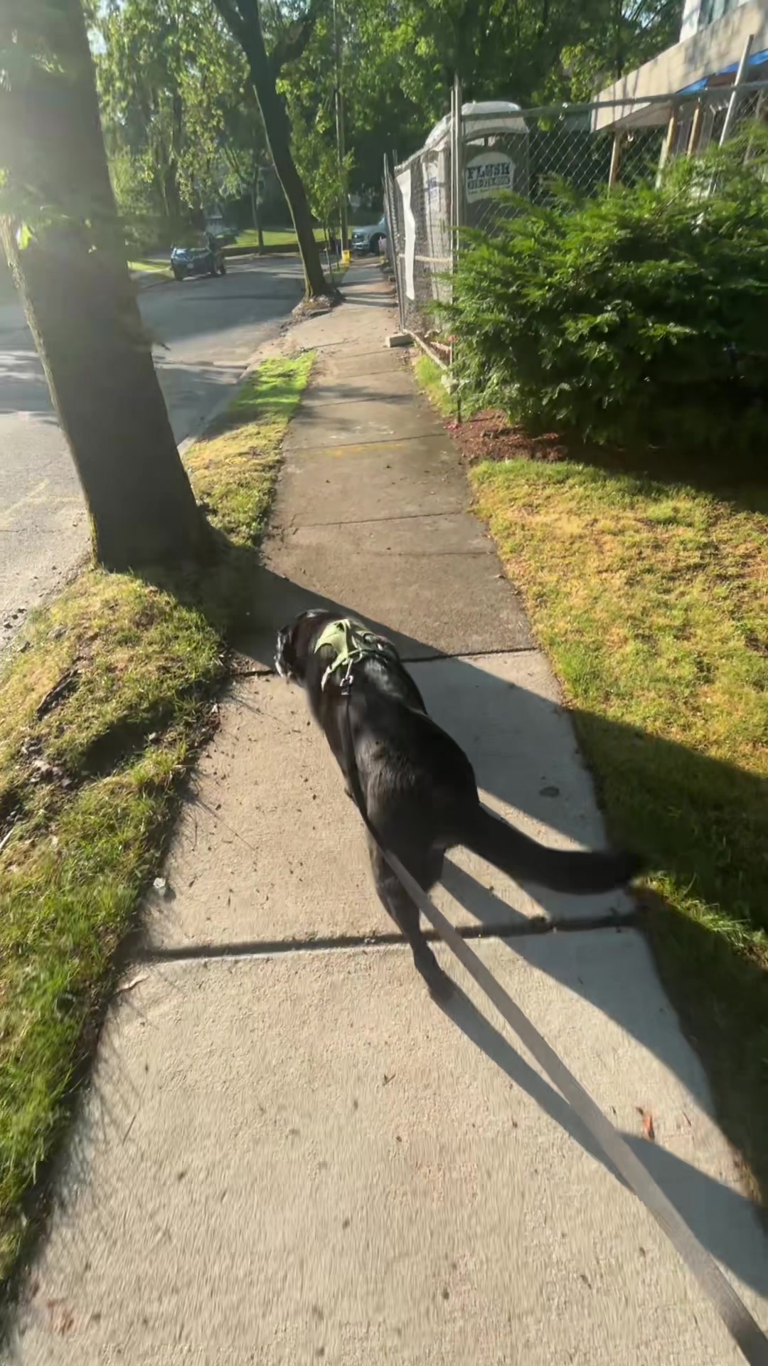 @rubenblacklab