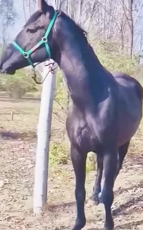@DilKiPyas