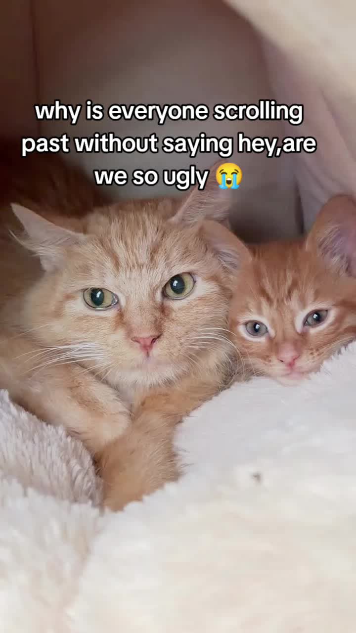 @love for all paws rescue