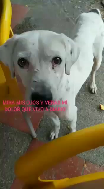 @BelitaPets