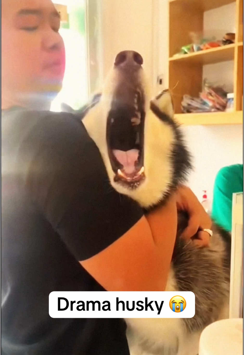 @Funny animals 😹🐶🇺🇸