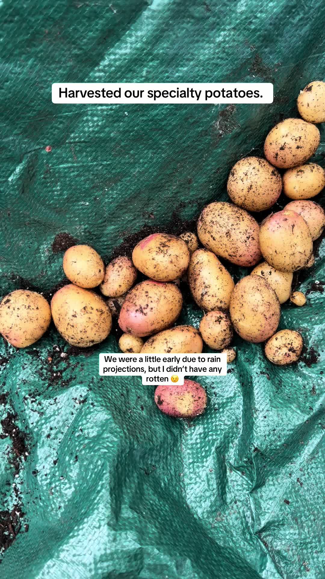 @TTS- Mystic🌻Roots🐣Homestead