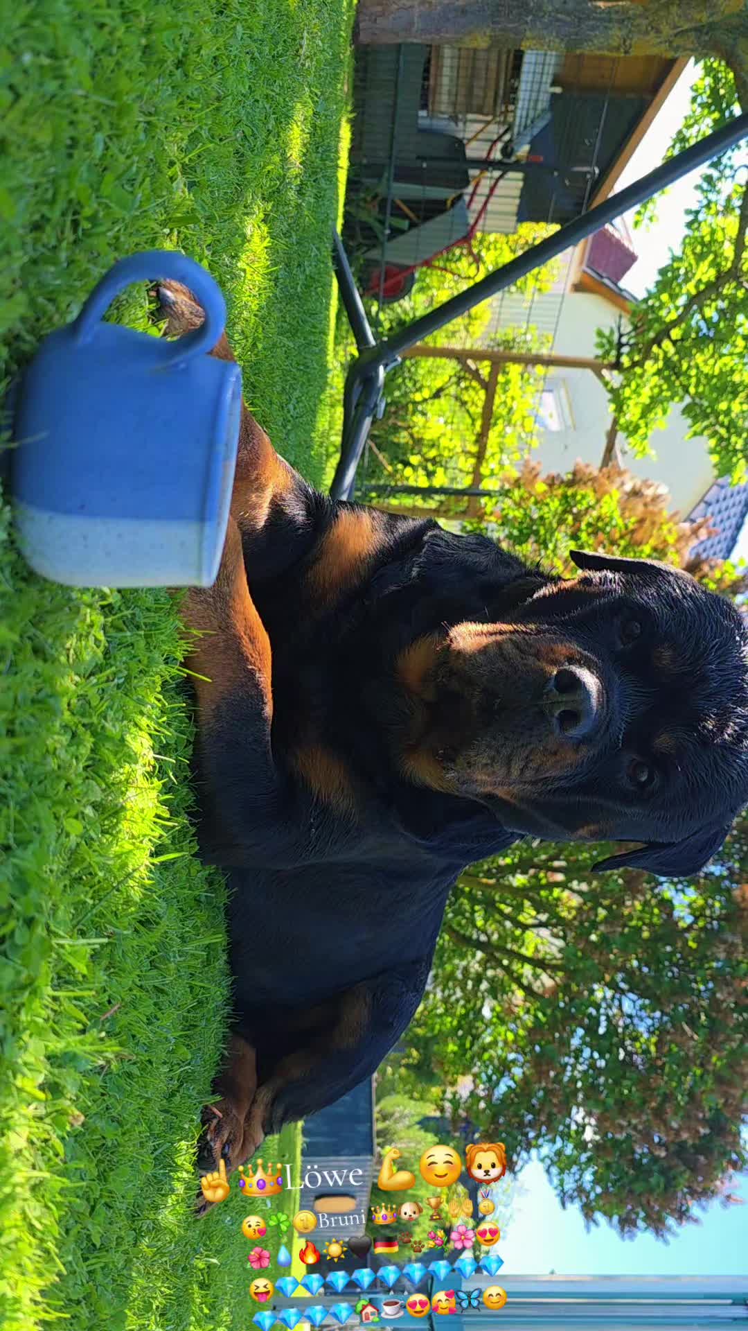 @Rottweiler Bruno