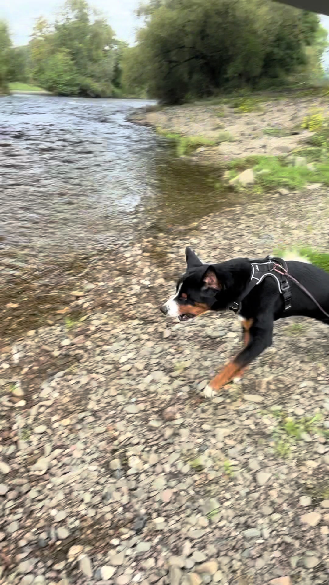 @DogWalk78