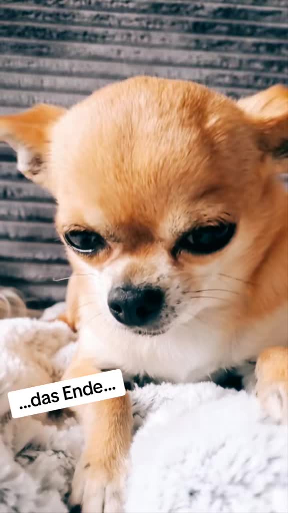 @bienchen der mini chihuahua