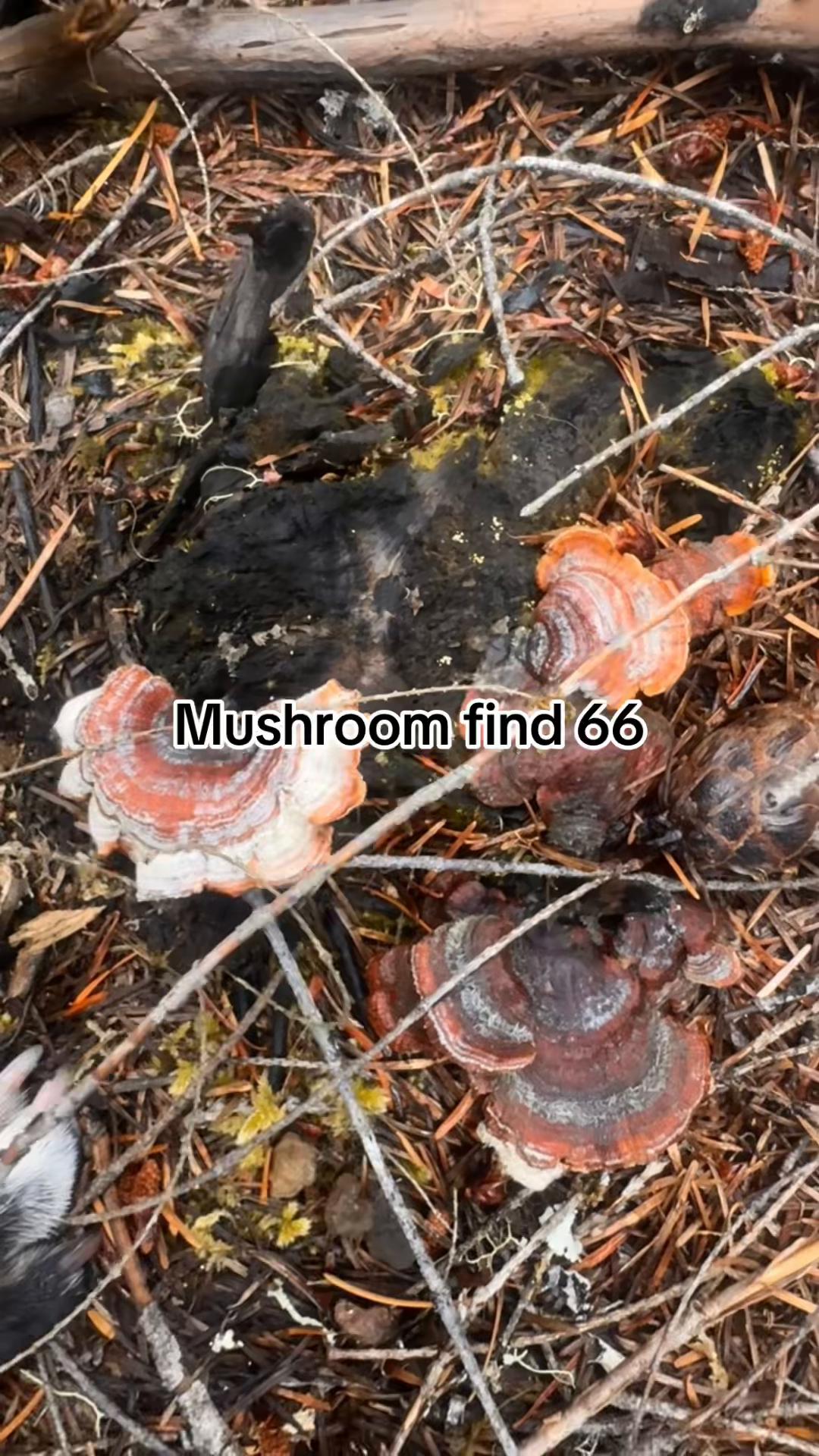 @Fungusamungus