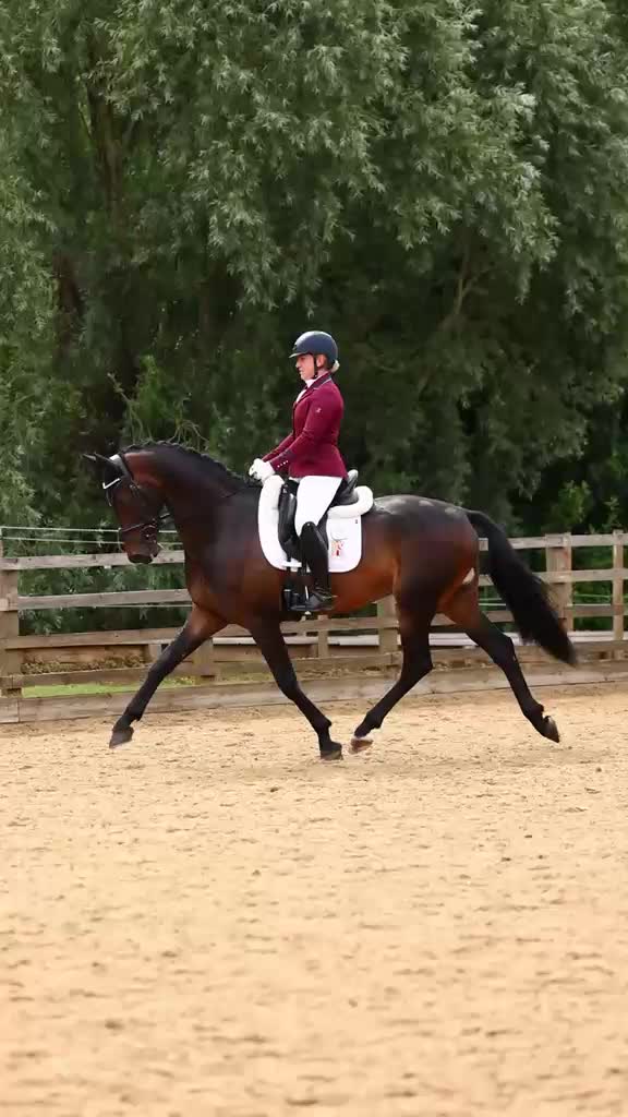 @HorseQuest - Horses for Sale