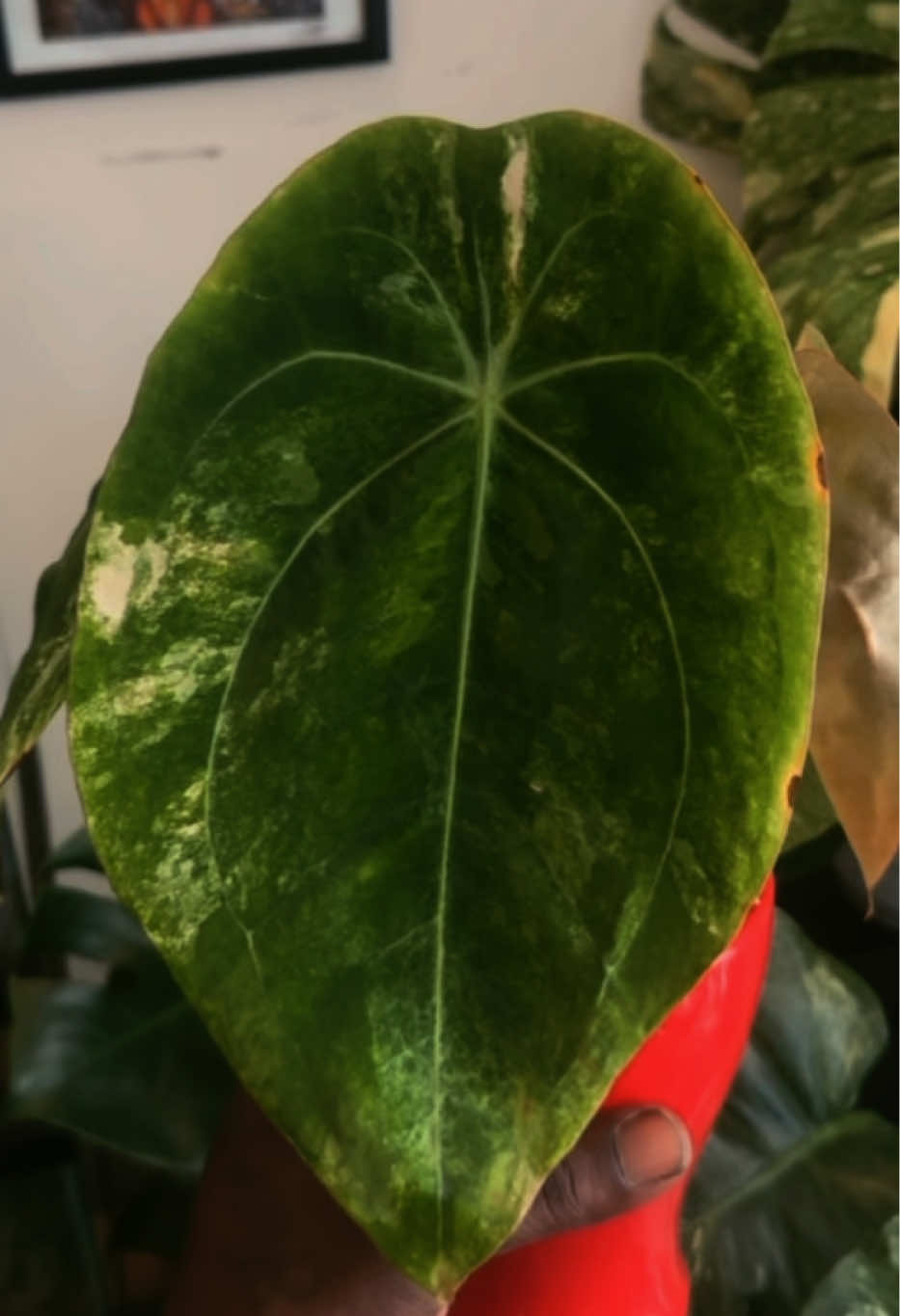 @Plant Deco ATL