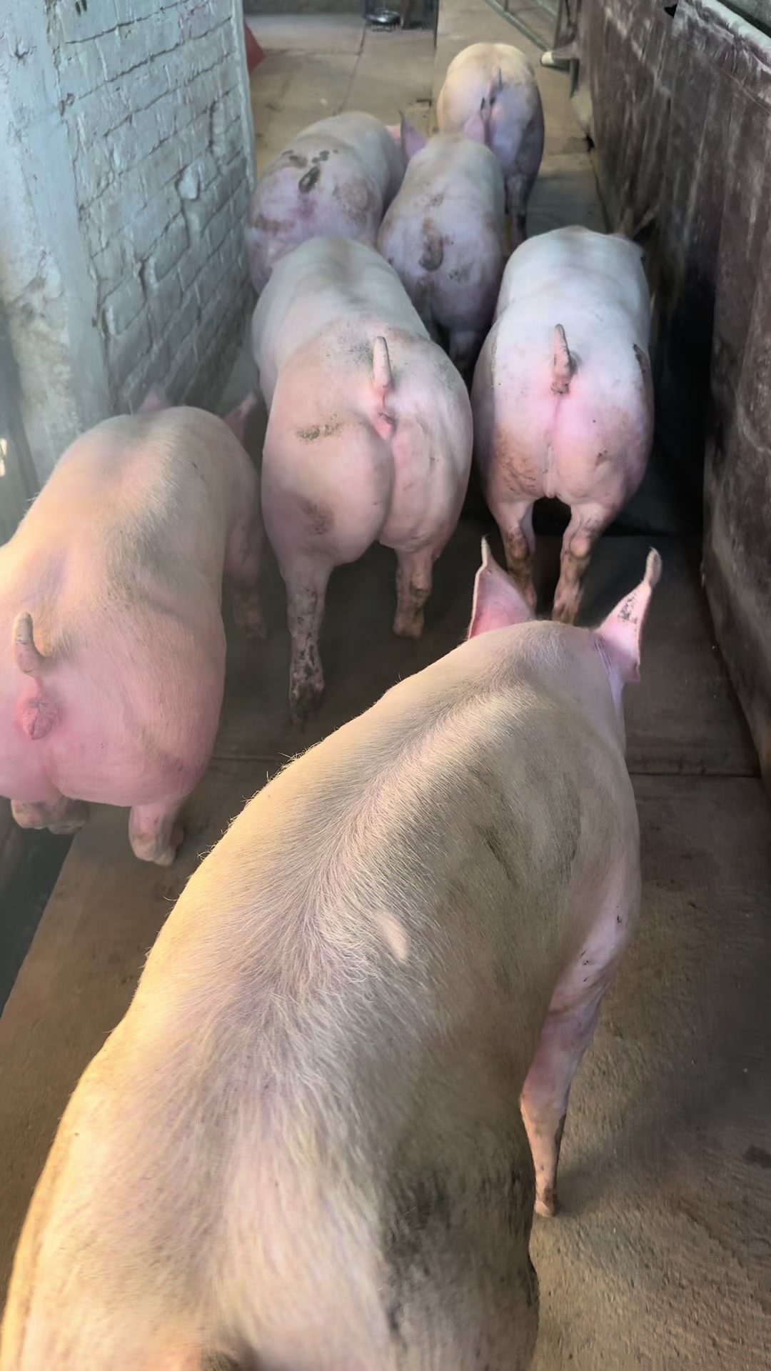 @Alan García 🇲🇽🐷🐖🐽