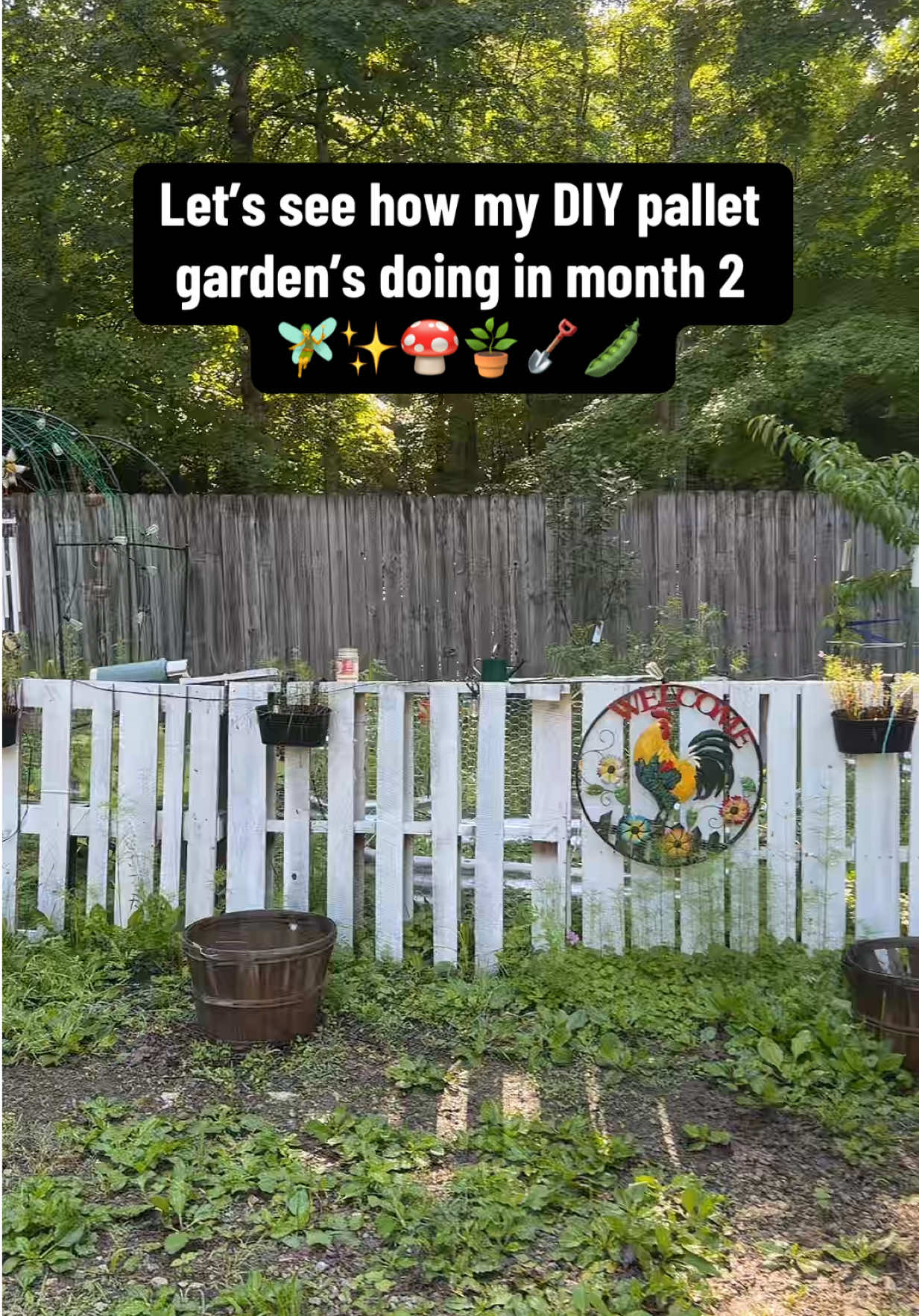 @Haley The Homesteader