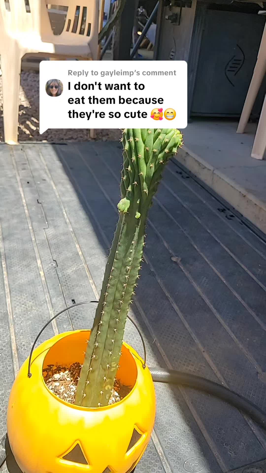 @cactifam
