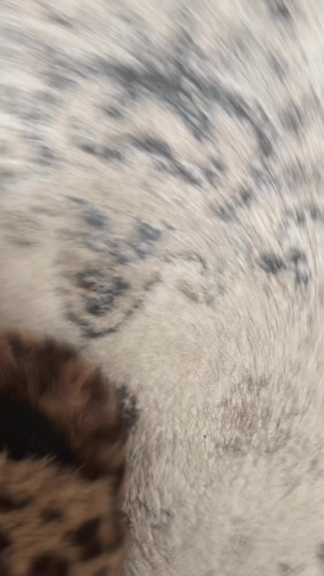 @Goat