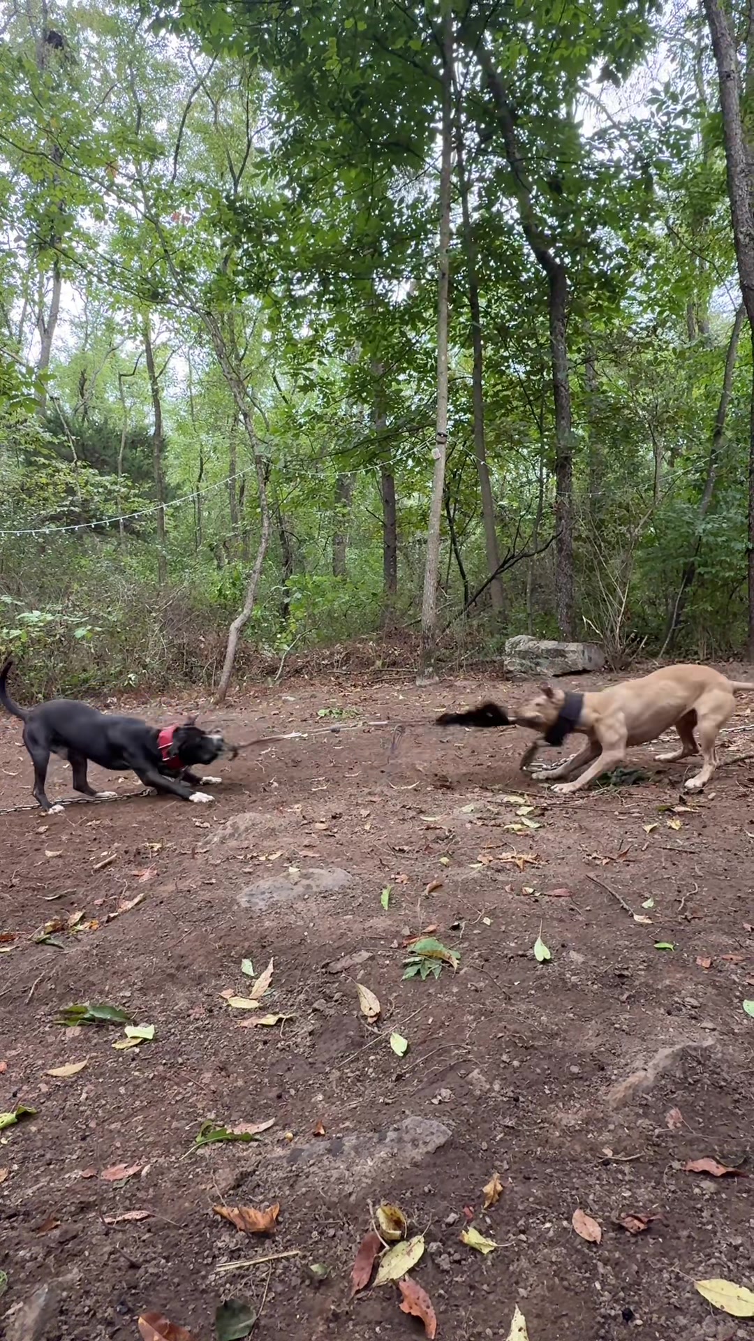 @ConcreteJungle_apbt