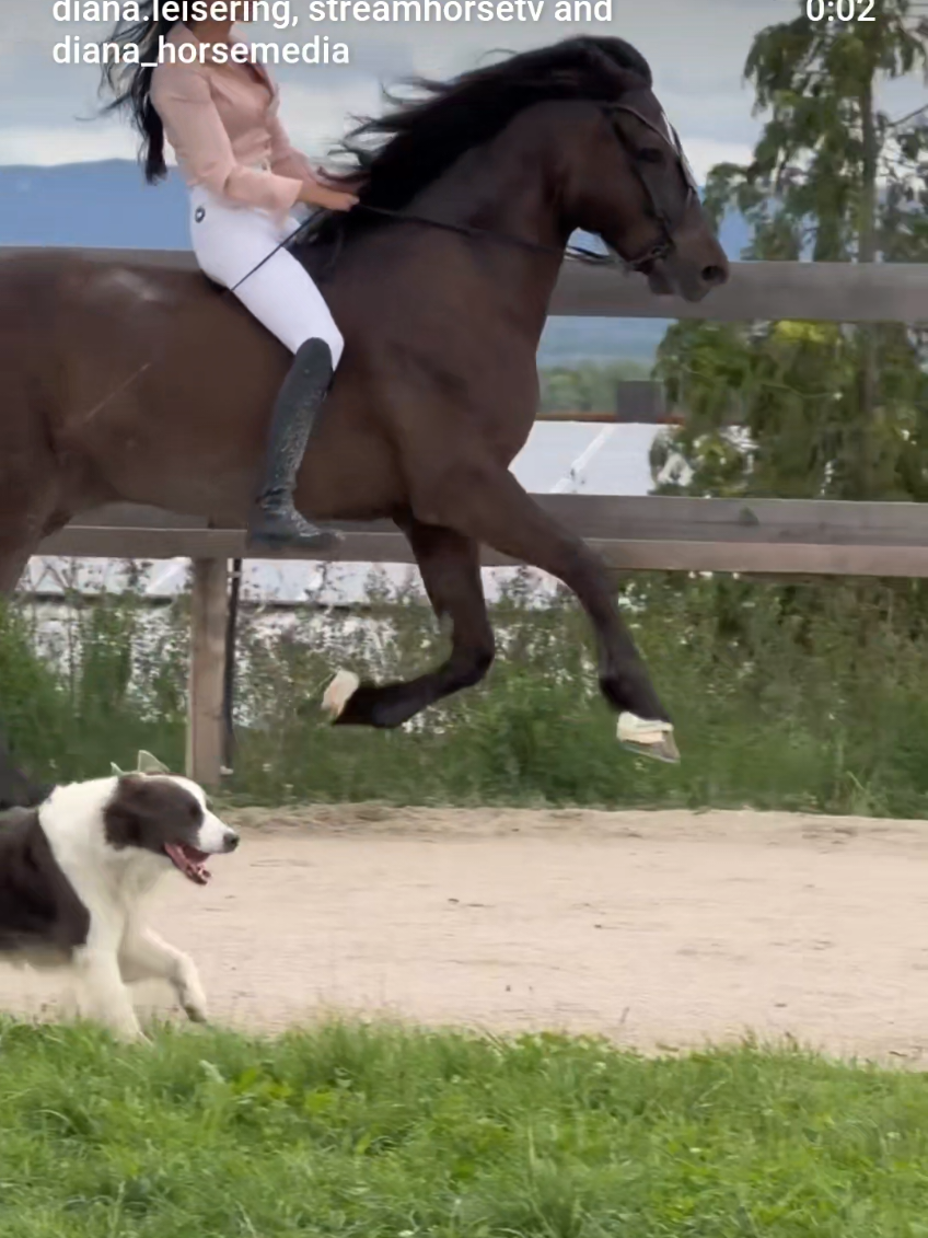 @streamhorse
