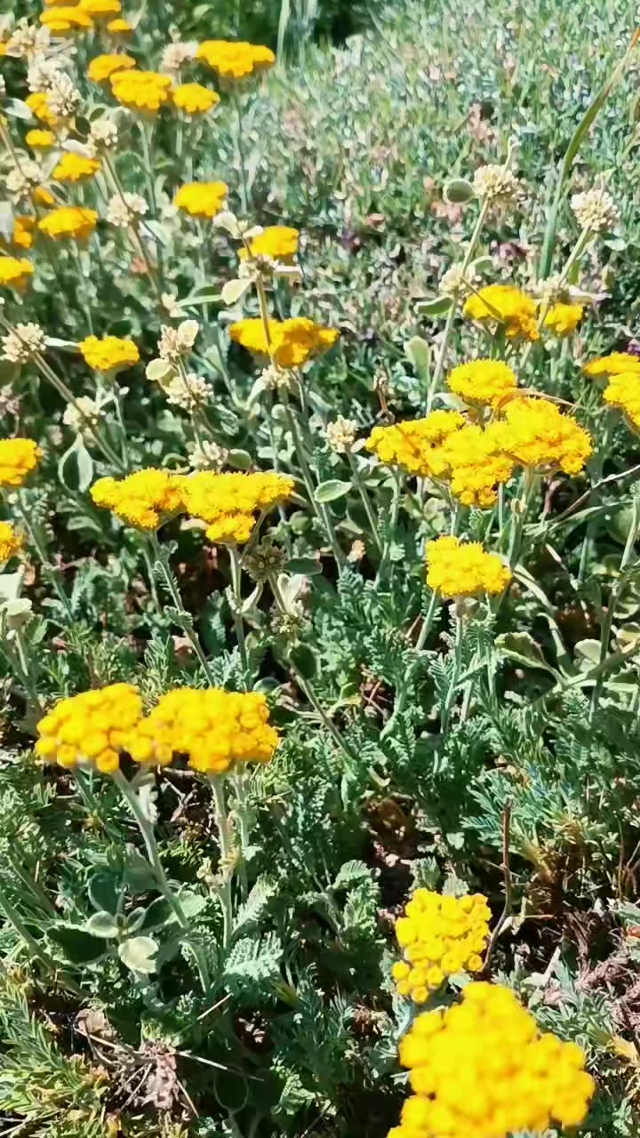 @DAĞCI.46