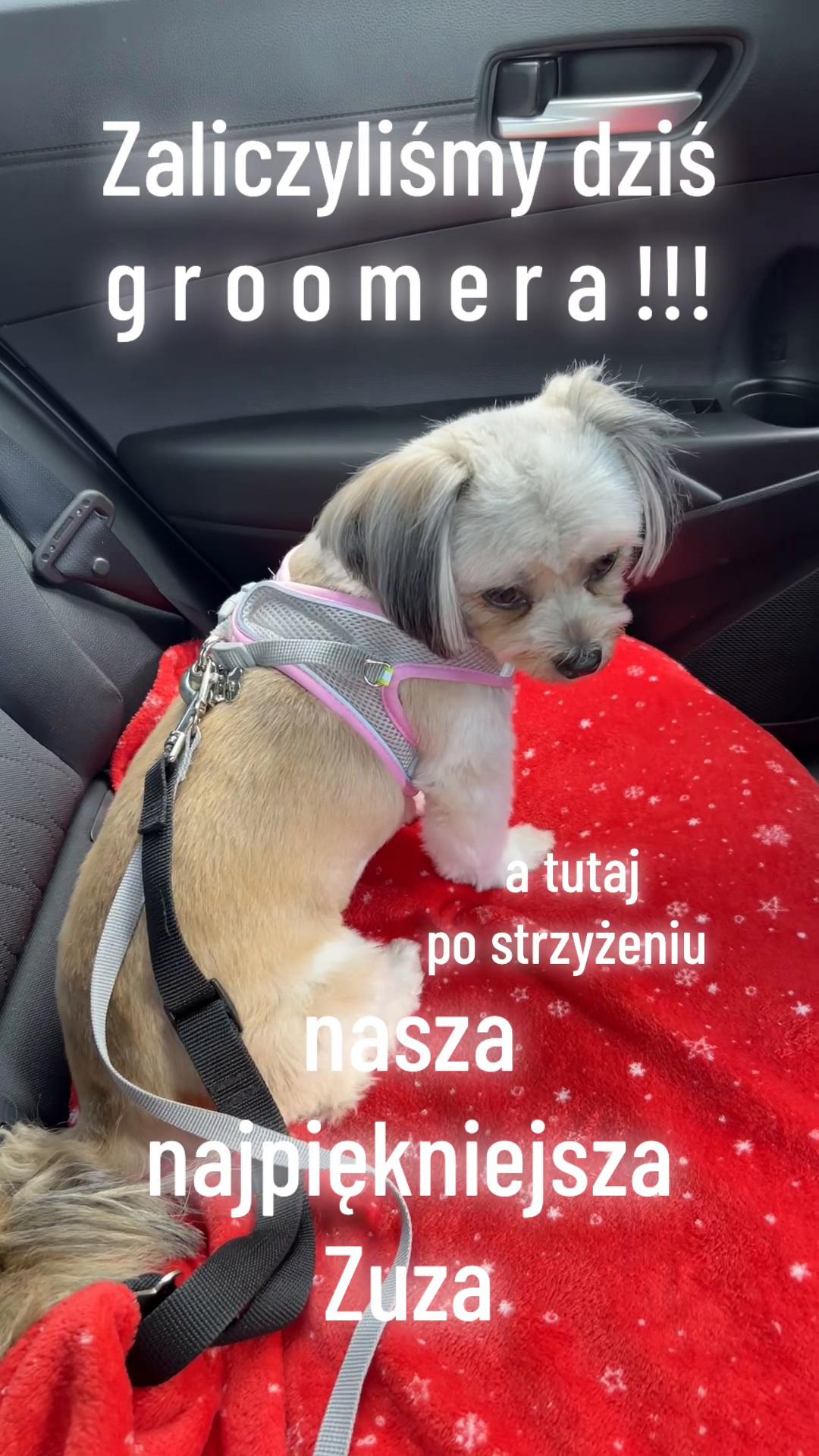 @🐶🐱 Babat 🐕🐈&zwj;⬛