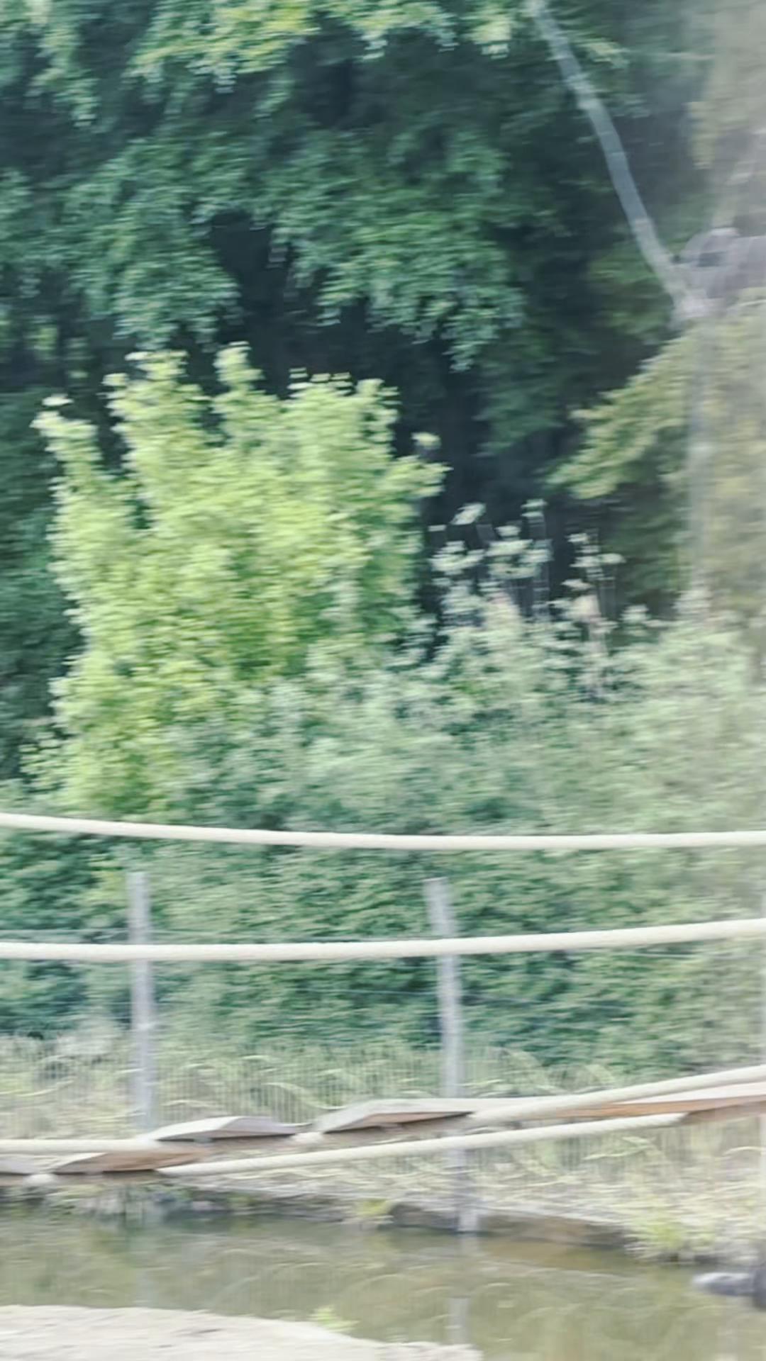 @&Icirc;nsurățelu Ionut Bog