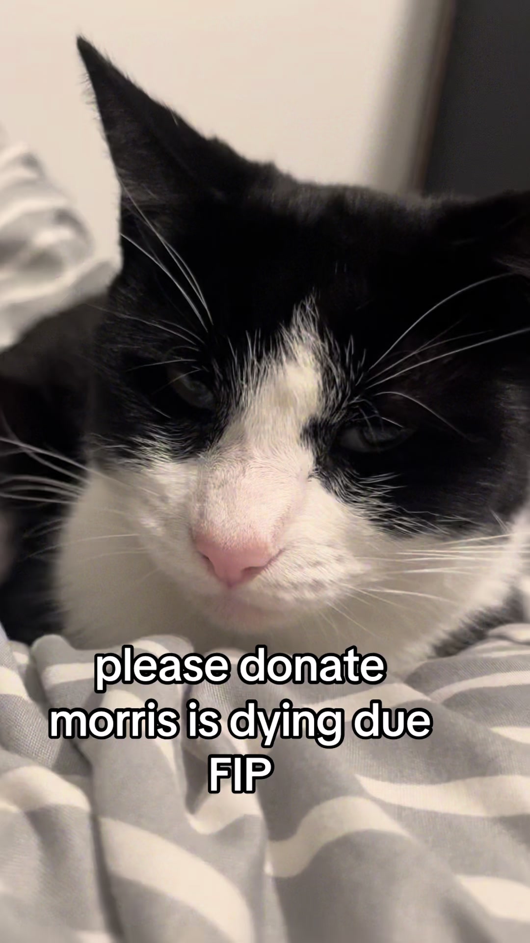 @Save Morris from FIP 🐾❤️&zwj;🩹