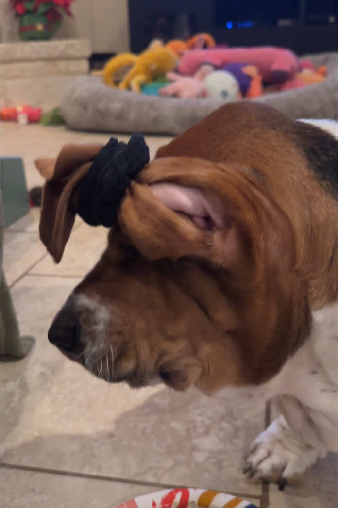 @baudelairethebasset