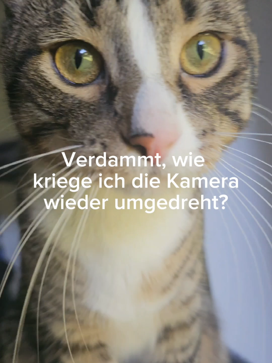 @Ludwig