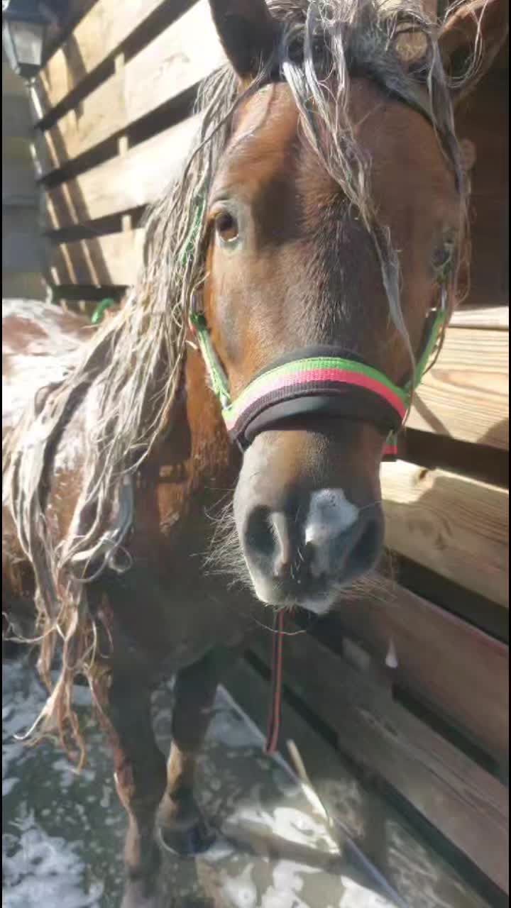 @the fanny's ranch (nsps)