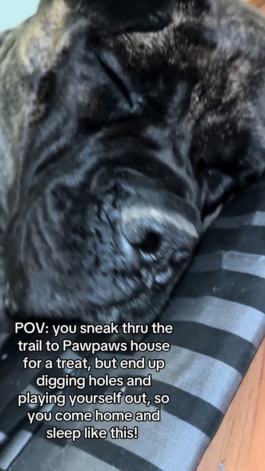 @HULK the mastiff