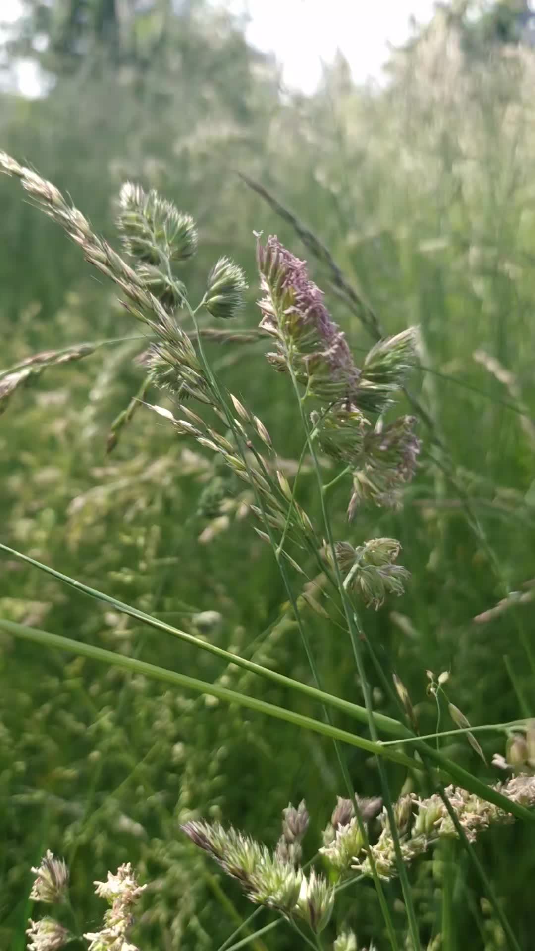 @Hüsi