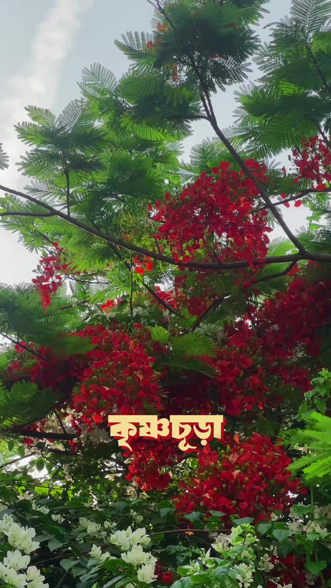 @Ahmed_samit | Chittagong