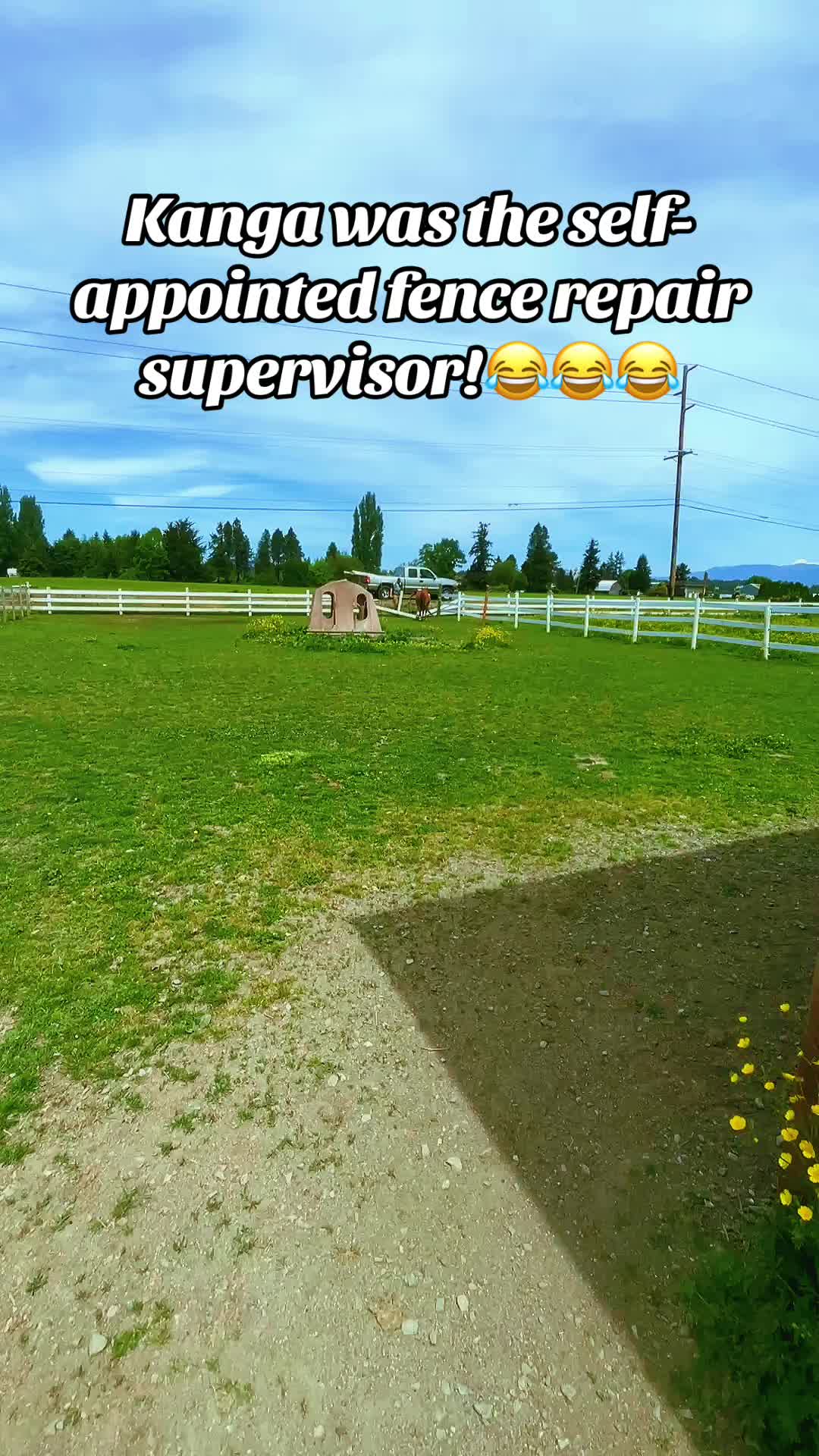 @Pony Girl