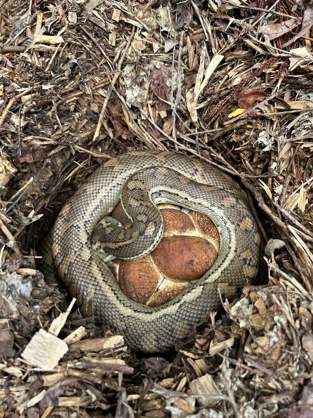 @Snake Catcher Dan