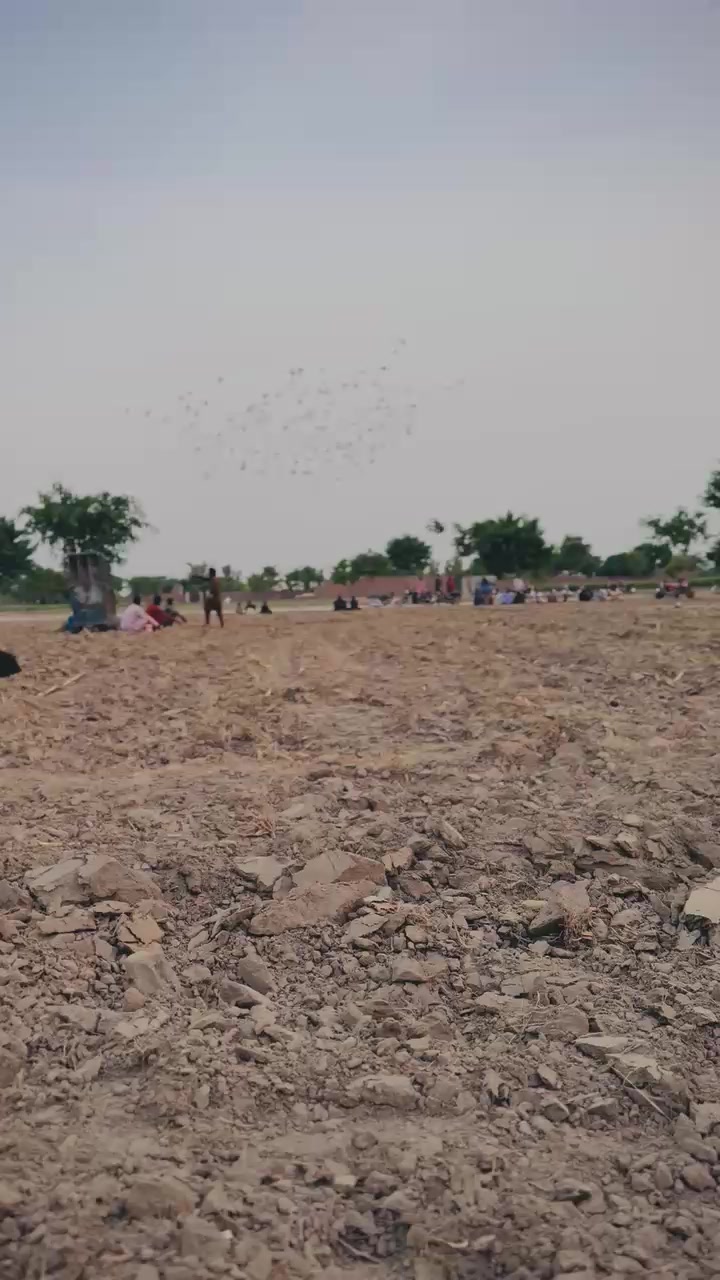 @عدیل رحمن لیہ وال کبوتر باز