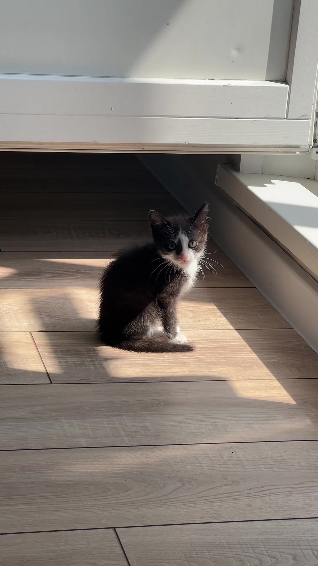 @Lilo the kitty