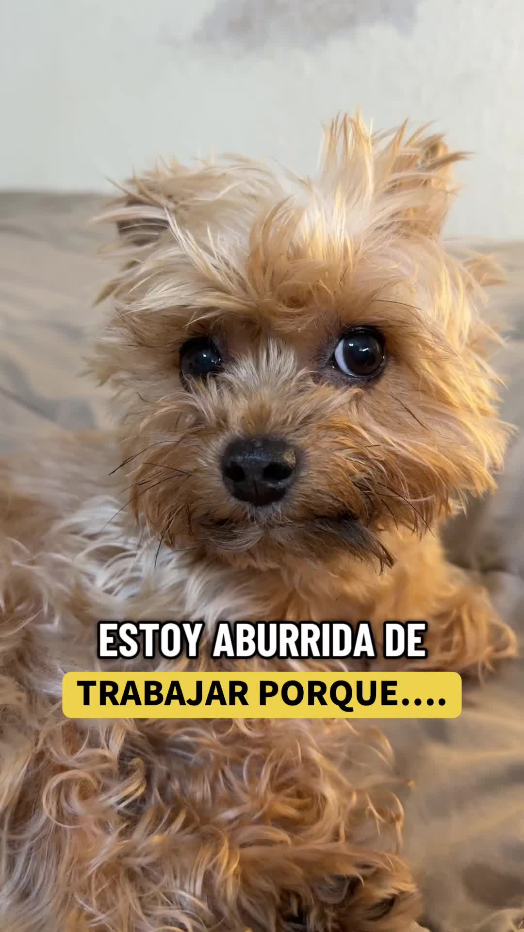 @mili_la_yorki
