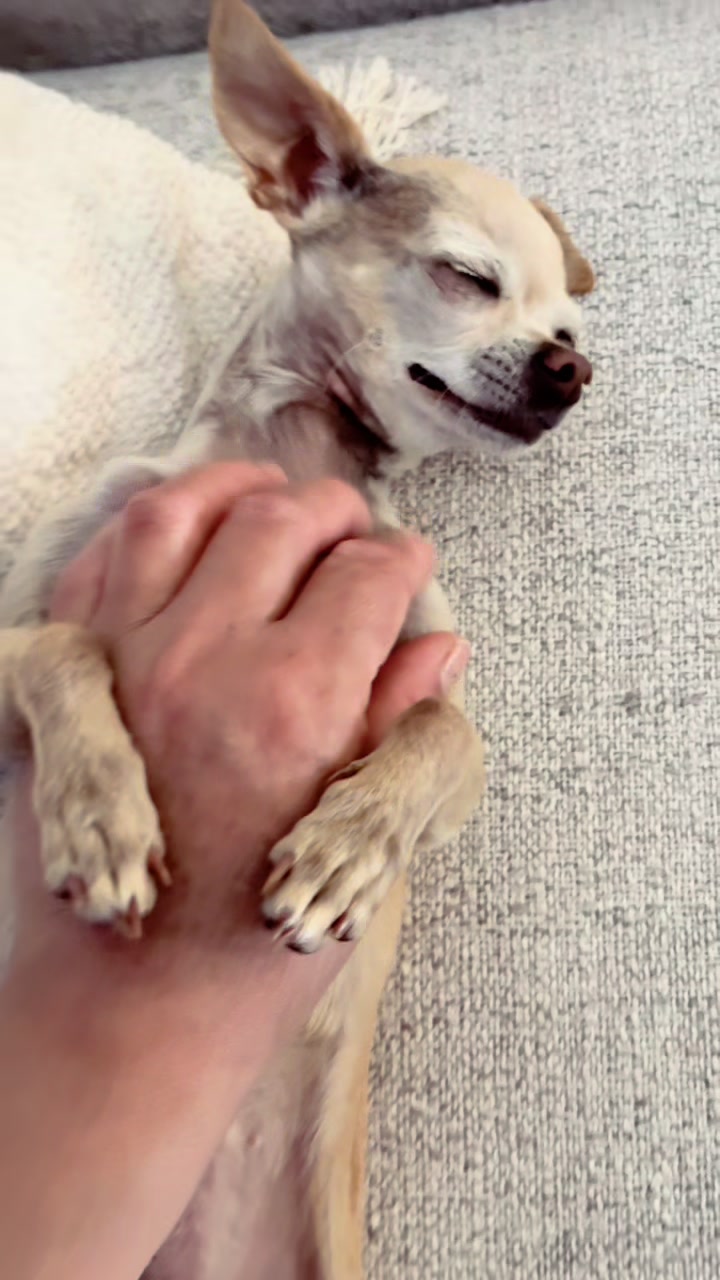 @thechihuahuafamily1