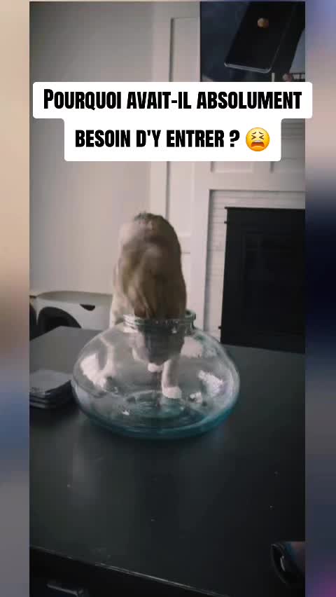 @DALYVIDS