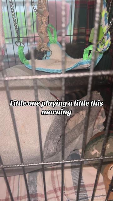 @Sarahsquirrels43🐿️