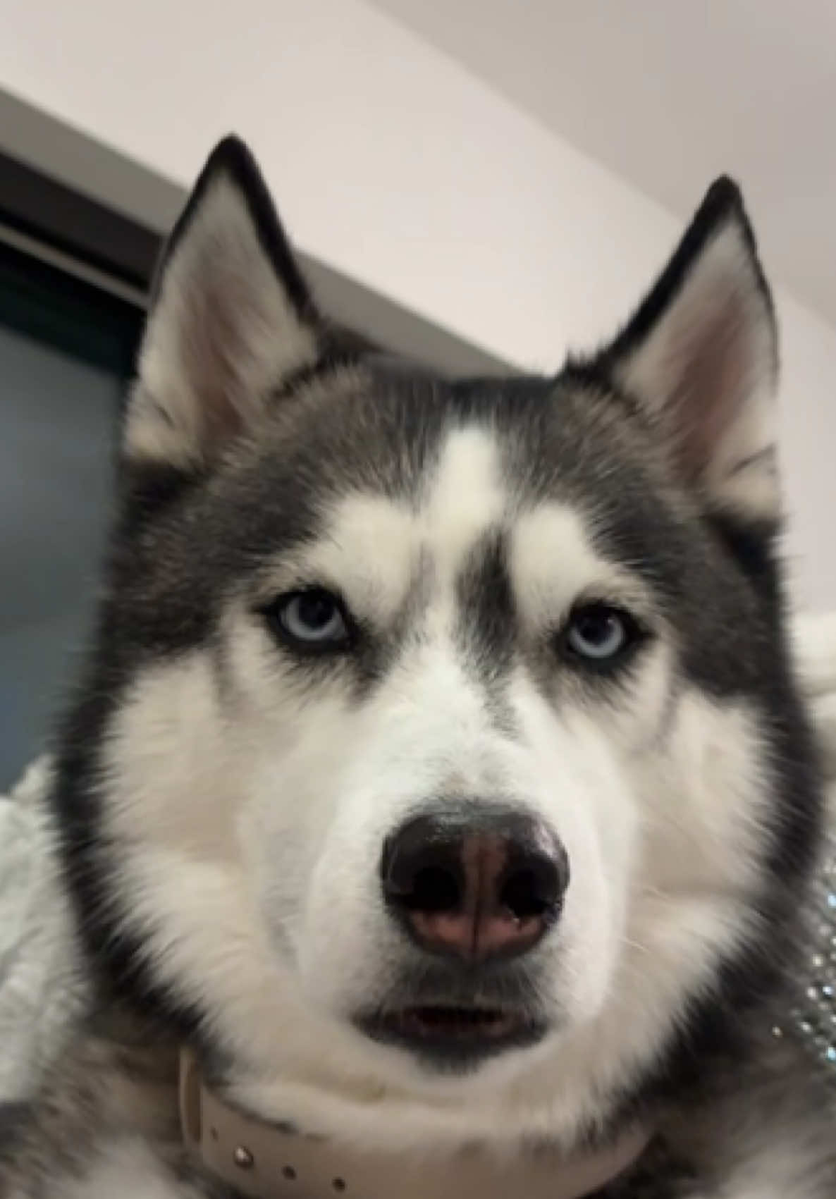 @lifewith2huskies