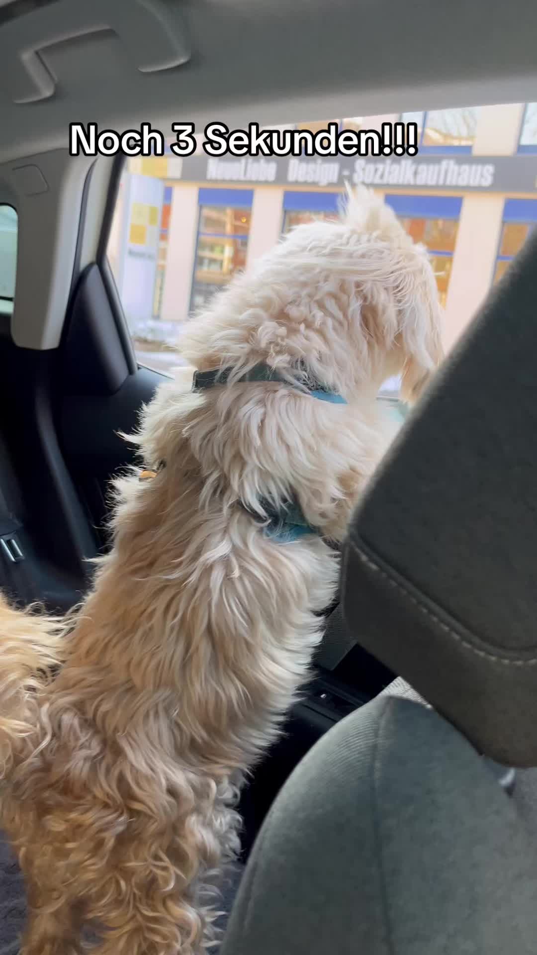 @DogMilow